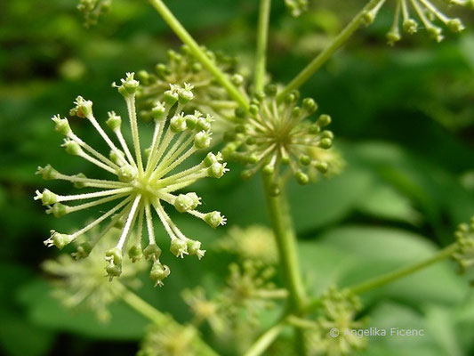 Aralia cordata var. sachalinensis © Mag. Angelika Ficenc