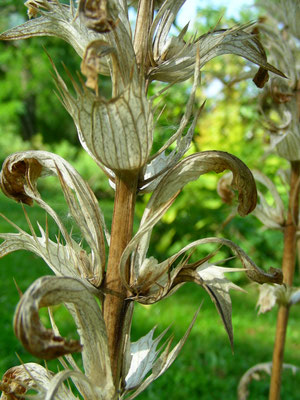 Acanthus mollis - Wahrer Bärenklau, Blütenstand verblüht    © Angelika Ficenc