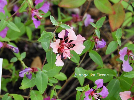 Clarkia unguiculata  © Mag. Angelika Ficenc