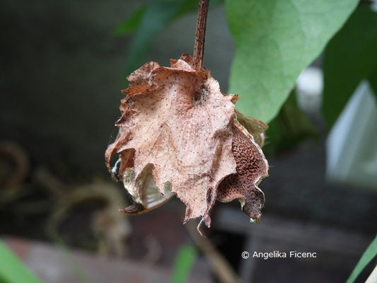 Gossypium herbaceum  © Mag. Angelika Ficenc