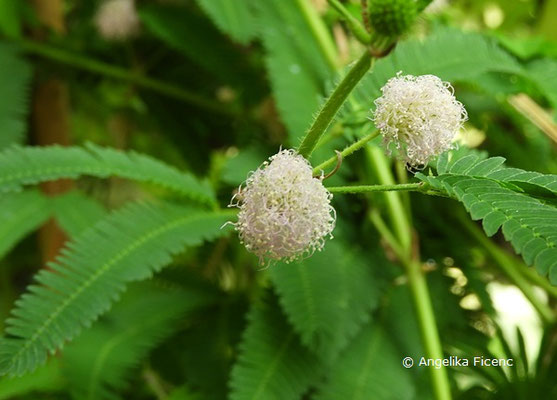 Mimosa polycarpa var. spegazzinii - Mimose  © Mag. Angelika Ficenc