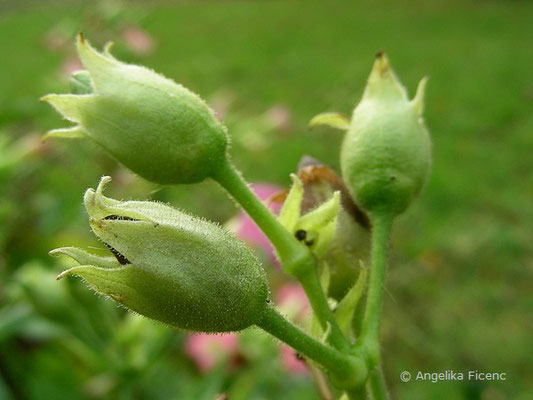 Nikotiana tabacum, unreife Früchte  © Mag. Angelika Ficenc