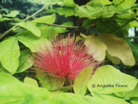 Calliandra emarginata © Mag. Angelika Ficenc