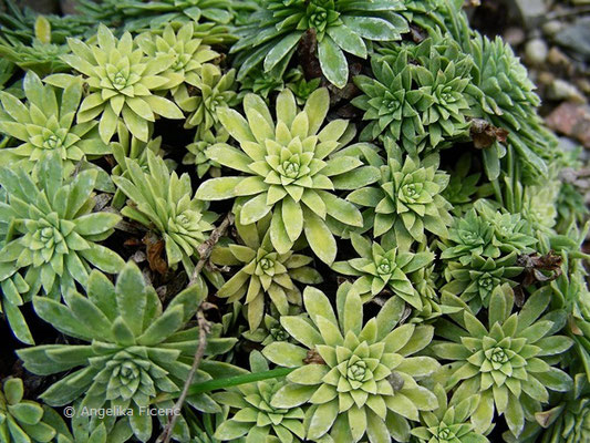 Saxifraga stribrnyi, Blattrosetten  © Mag. Angelika Ficenc