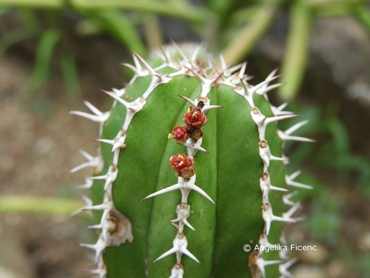 Euphorbia echinus   © Mag. Angelika Ficenc