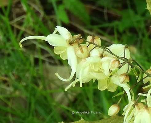 Epimedium latisepalum - Elfenblume  © Mag. Angelika Ficenc