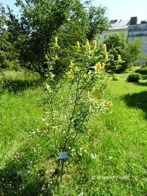 Argyrocytisus battandieri - Silberginster  © Mag. Angelika Ficenc