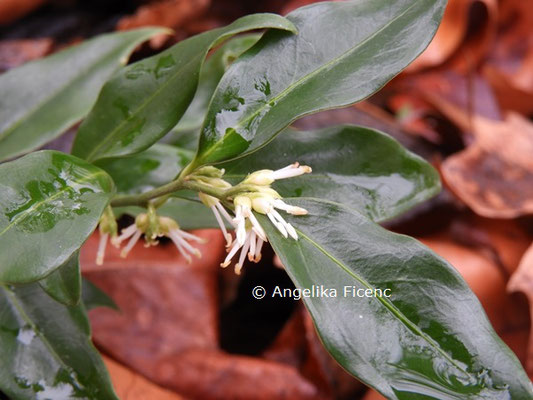 Sarcococca confusa  © Mag. Angelika Ficenc