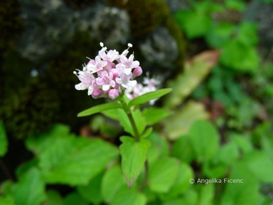 Valeriana tripteris - Dreischnittig Badrian  © Mag. Angelika Ficenc