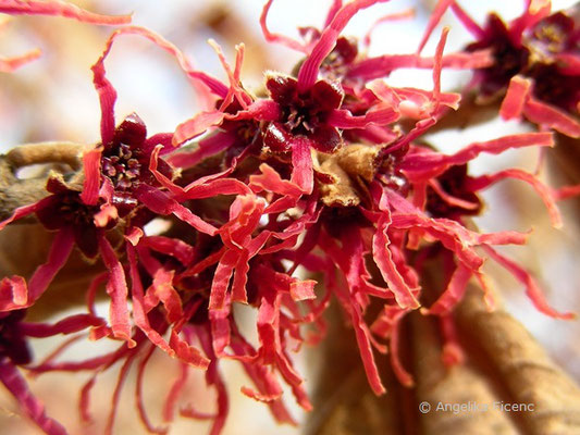 Hamamelis x intermedia "Ruby Glow" - Hybrid Zaubernuss  © Mag. Angelika Ficenc