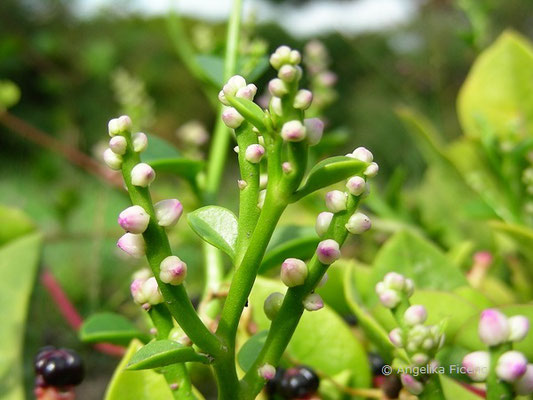 Basella alba - Malabar-Spinat, © Mag. Angelika Ficenc