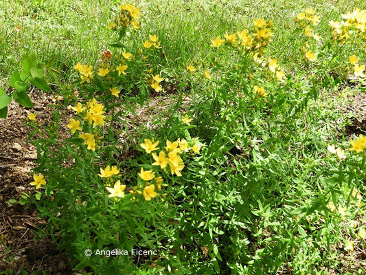 Hypericum elegans   © Mag. Angelika Ficenc