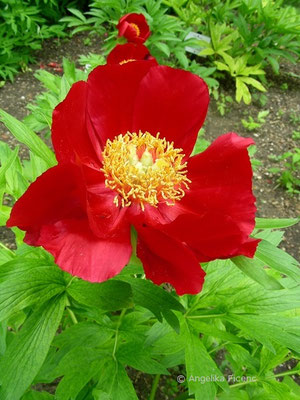 Paeonia delavayi - Delavay Pfingstrose,   © Mag. Angelika Ficenc