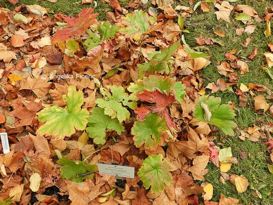 Darmera peltata   © Mag. Angelika Ficenc