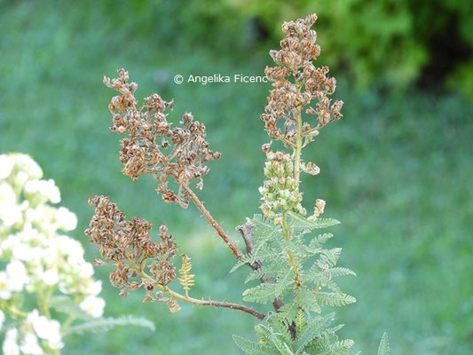 Chamaebatiaria millefolium  © Mag. Angelika Ficenc