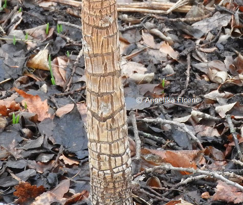 Tetrapanax papyrifer © Mag. Angelika Ficenc