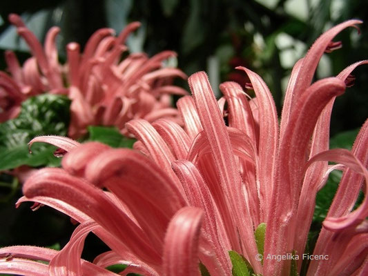 Justicia carnea © Mag. Angelika Ficenc