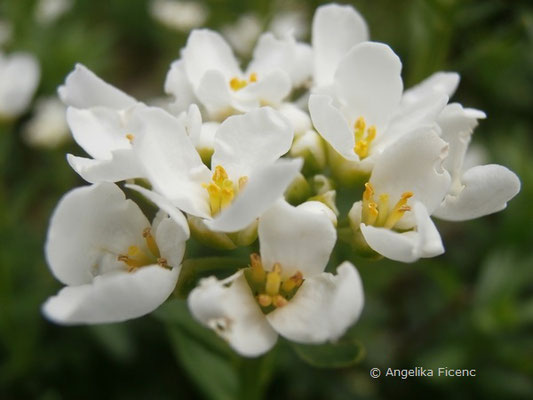 Iberis sempervirens - Schleifenblume  © Mag. Angelika Ficenc