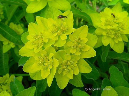 Euphorbia polychroma - Vielfarben-Wolfsmilch  © Mag. Angelika Ficenc