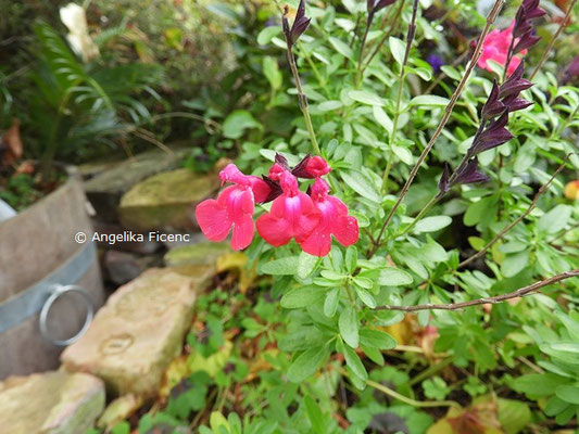 Salvia greggii © Mag. Angelika Ficenc