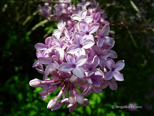 Syringa x cinensis (S. protolaciniata x S. vulgaris) - Chinesischer Flieder  © Mag. Angelika Ficenc