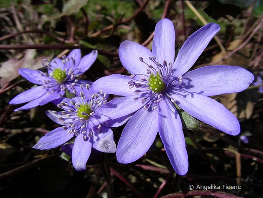 Hepatica transsylvanica - Siebenbürgisches Leberblümchen  © Mag. Angelika Ficenc