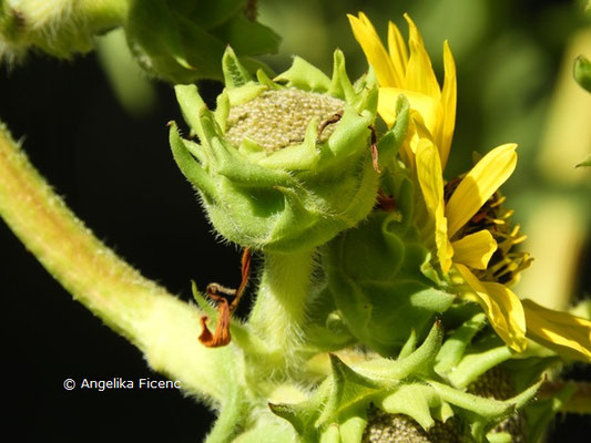 Silphium laciniatum © Mag. Angelika Ficenc