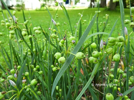   Sisyrinchium angustifolium  © Mag. Angelika Ficenc