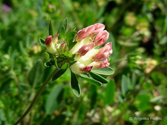 Anthyllus vulneraria ssp. alpicola - Alpen-Wundklee, Blütenstand   © Mag. Angelika Ficenc