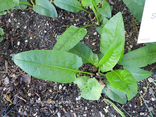 Senecio macrophyllus  © Mag. Angelika Ficenc