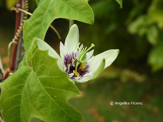 Passiflora morifolia  © Mag. Angelika Ficenc