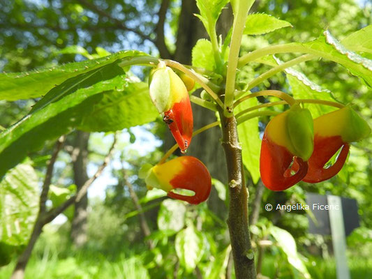  Impatiens niamniamensis - Balsamine © Mag. Angelika Ficenc