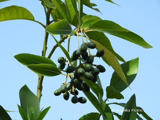 Persea indica - Indische Persea, Früchte  © Mag. Angelika Ficenc