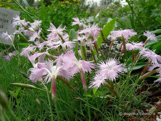 Dianthus plumarius ssp. blandus - Zierliche Federnelke  © Mag. Angelika Ficenc