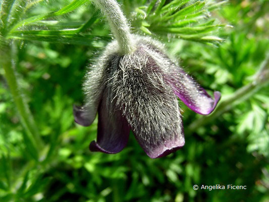 Pulsatilla vulgaris  © Mag. Angelika Ficenc