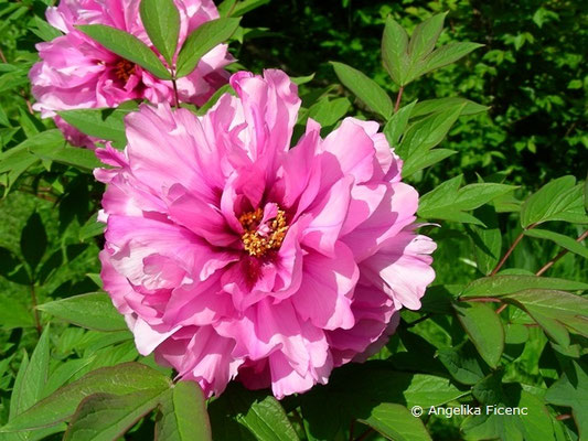 Paeonia x suffruticosa "Duchesse de Morny"   © Mag. Angelika Ficenc