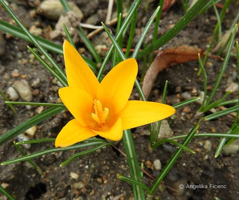 Crocus angustifolius   © Mag. Angelika Ficenc