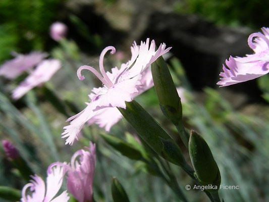 Dianthus anatolicus - Anatolische Nelke  © Mag. Angelika Ficenc