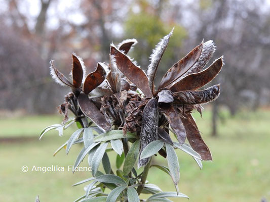 Chamaecytisus austriaca  © Mag. Angelika Ficenc