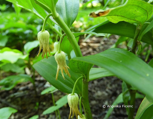 Disporopsis pernyi, Blütenstand  © Mag. Angelika Ficenc