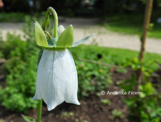 Codonopsis tangshen © Mag. Angelika Ficenc