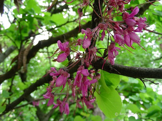 Cercis siliquastrum - Gewöhnlicher Judasbaum,    © Mag. Angelika Ficenc