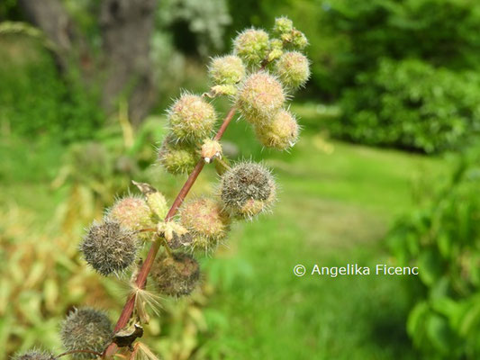 Urtica pilulifera © Mag. Angelika Ficenc