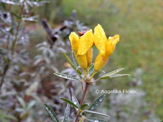 Chamaecytisus austriaca  © Mag. Angelika Ficenc