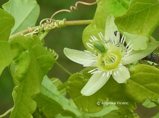 Passiflora gracilis  © Mag. Angelika Ficenc