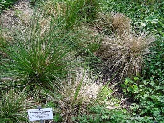 Deschampsia cespitosa - Horst-Rasenschmiele  © Mag. Angelika Ficenc