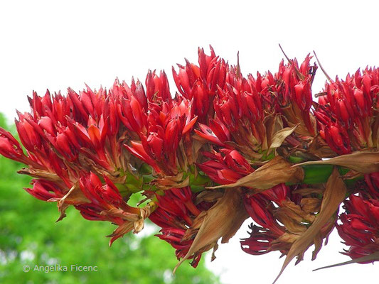 Doryanthes palmeri - Speerblume  © Mag. Angelika Ficenc