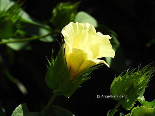 Gossypium herbaceum  © Mag. Angelika Ficenc