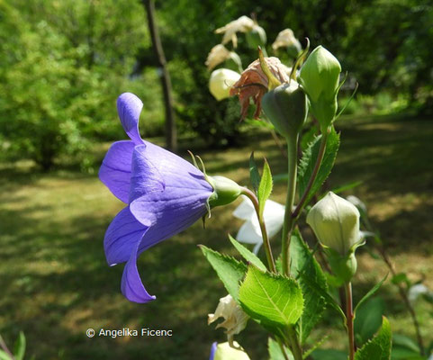 Platycodon grandiflorus  © Mag. Angelika Ficenc