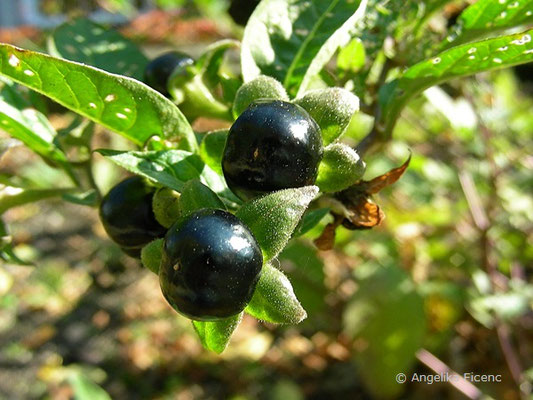 Atropa bella-donna © Mag. Angelika Ficenc